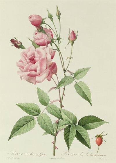 Rosa Indica Vulgaris de Pierre Joseph Redouté